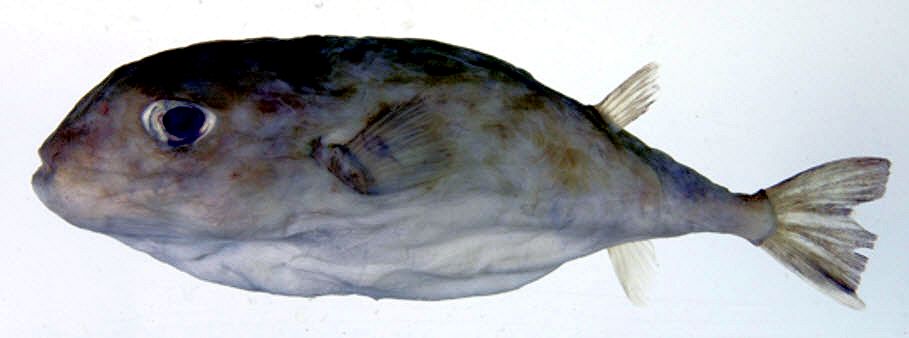 Sphoeroides pachygaster_05.jpg